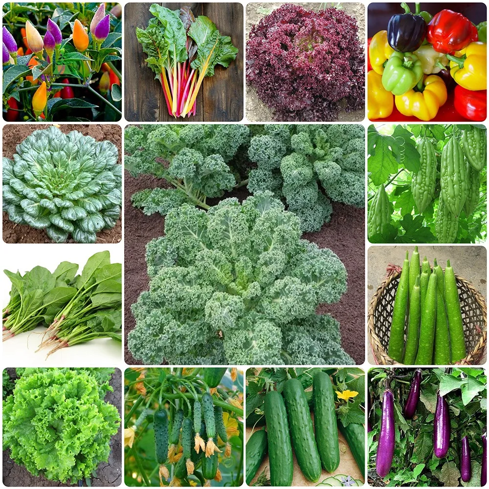 bv may dong goi hat giong