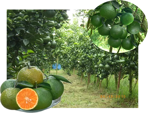 ជ្រើសរើសវត្ថុធាតុដើមល្អ។